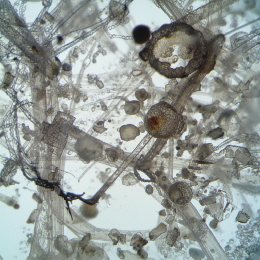 microplastics and nanoplastics found in bottled water under a microscope